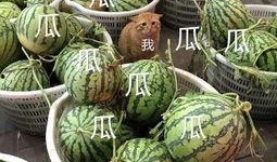 康欣娱乐吃瓜君,揭秘娱乐圈幕后真相