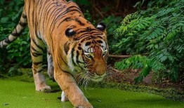 虎虎虎 在线观看,在线观看探险之旅